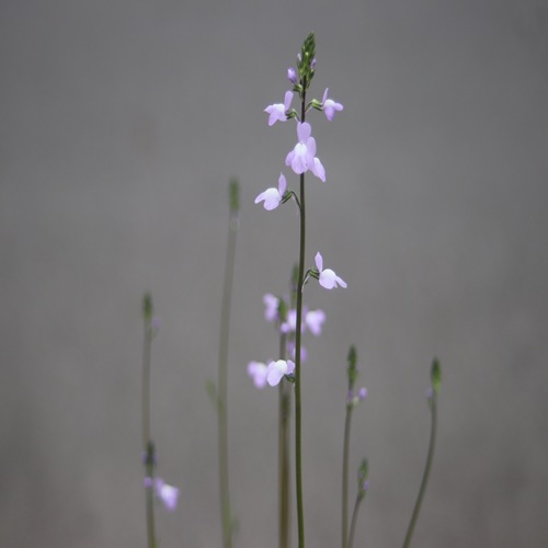 マツバウンランの花