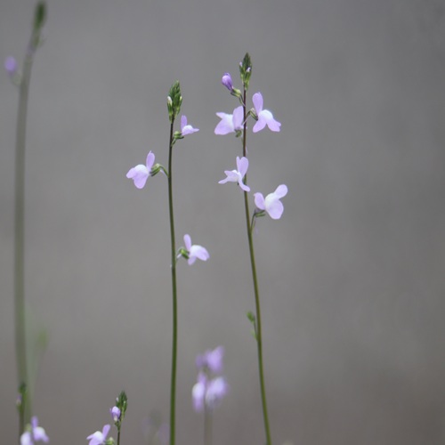 マツバウンランの花
