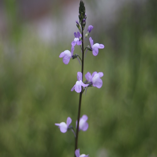 マツバウンランの花