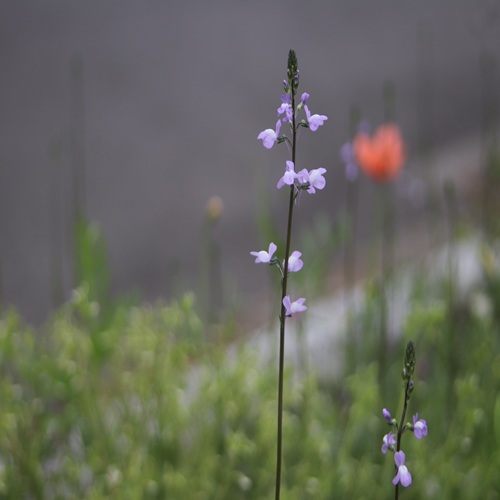 マツバウンランの全体像