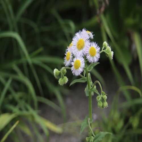 ハルジオンの花