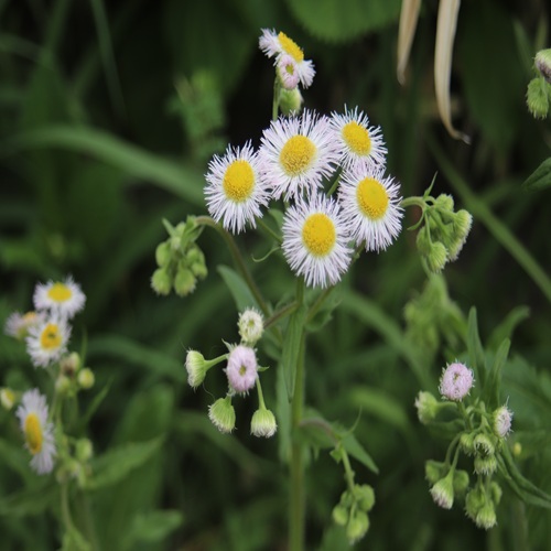 ハルジオンの花