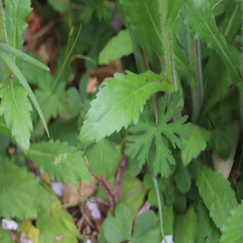 ハルジオンの葉