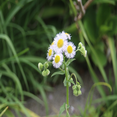 ハルジオンの花