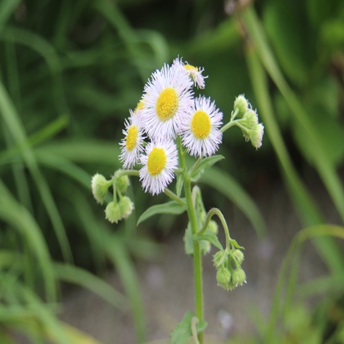 ハルジオンの花