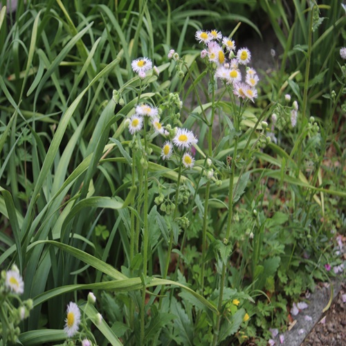 ハルジオンの全体像