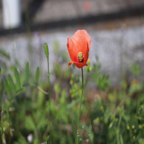 ナガミヒナゲシの花