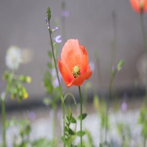 ナガミヒナゲシの花