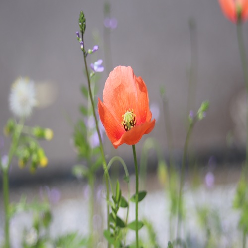 ナガミヒナゲシの花