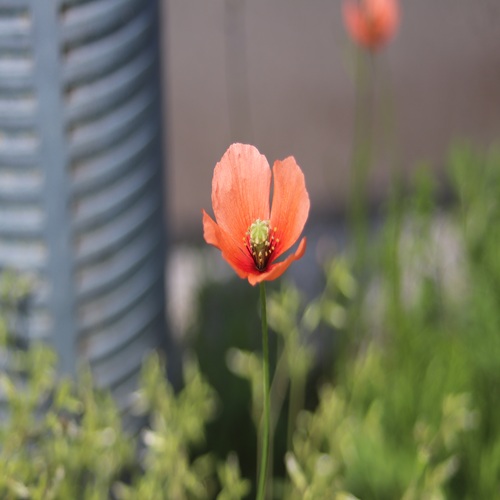 ナガミヒナゲシの花