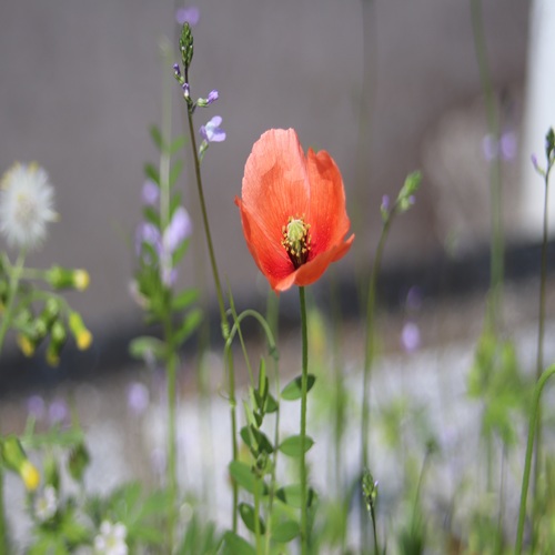 ナガミヒナゲシの花