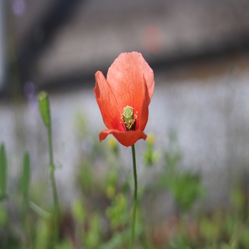 ナガミヒナゲシの花