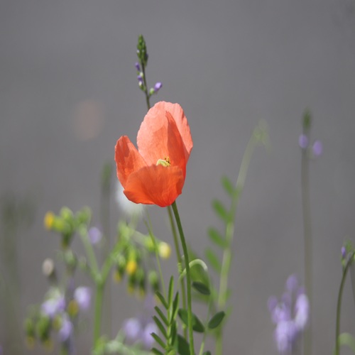 ナガミヒナゲシの花