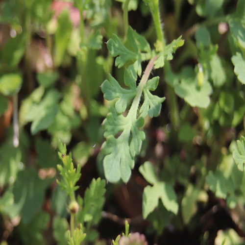 ナガミヒナゲシの葉