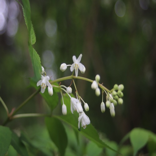 ミツバウツギの花