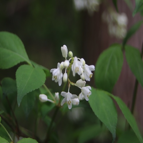 ミツバウツギの花