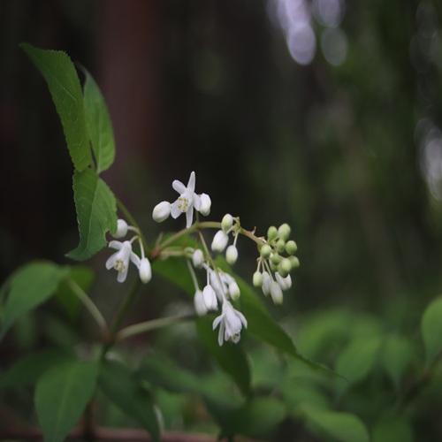 ミツバウツギの花