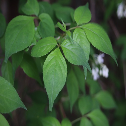 ミツバウツギの葉