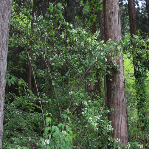 ミツバウツギの全体像