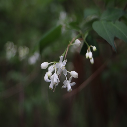 ミツバウツギの花