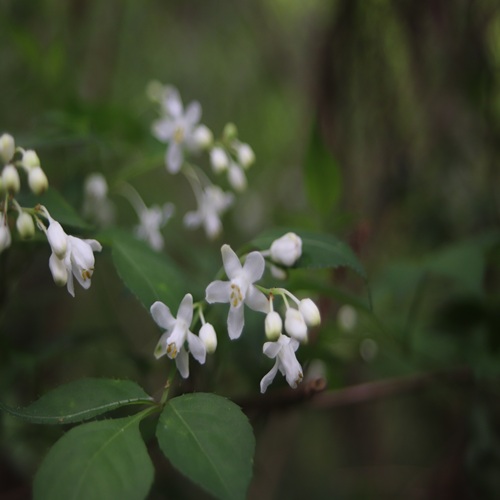 ミツバウツギの花