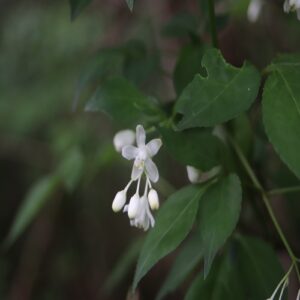 ミツバウツギの花