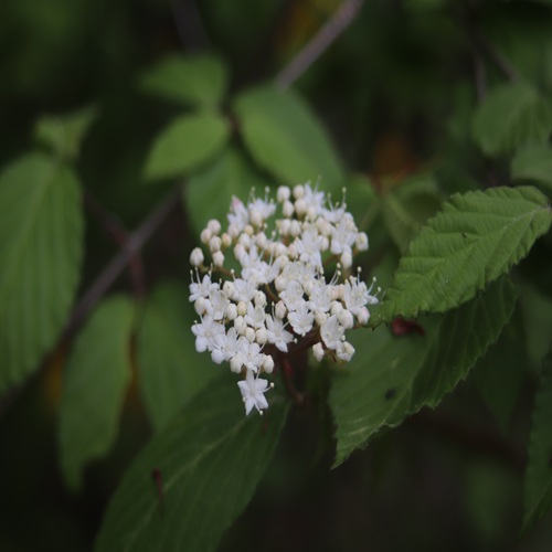 コバノガマズミの花