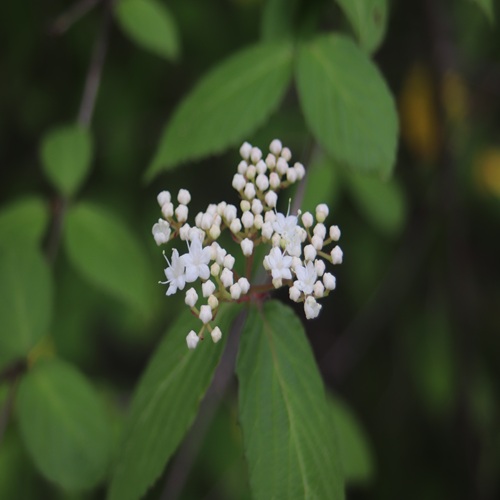 コバノガマズミの花