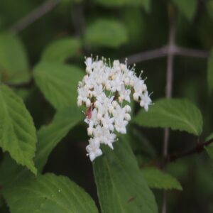 コバノガマズミの花