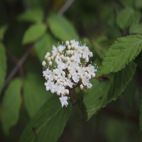 コバノガマズミの花