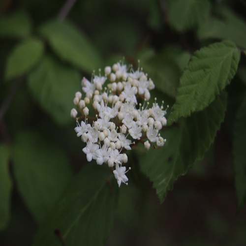 コバノガマズミの花