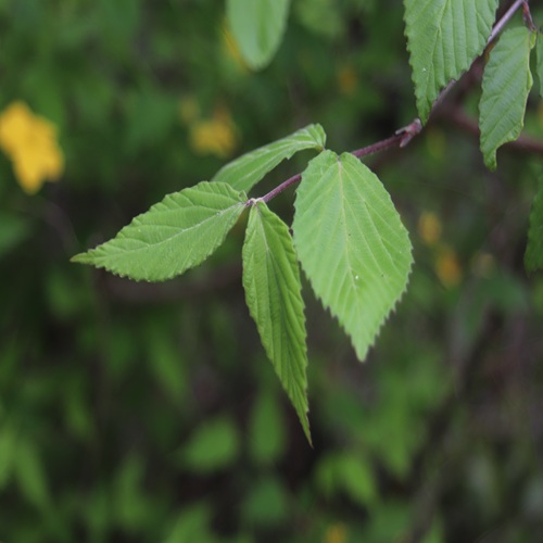 コバノガマズミの葉