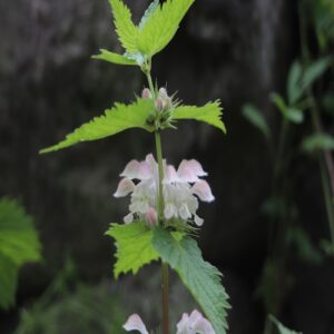 オドリコソウの花
