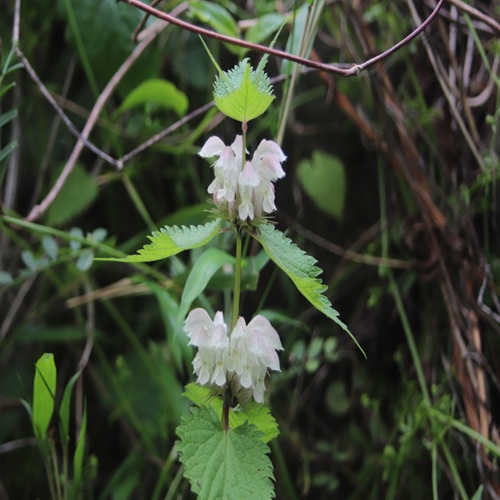 オドリコソウの花