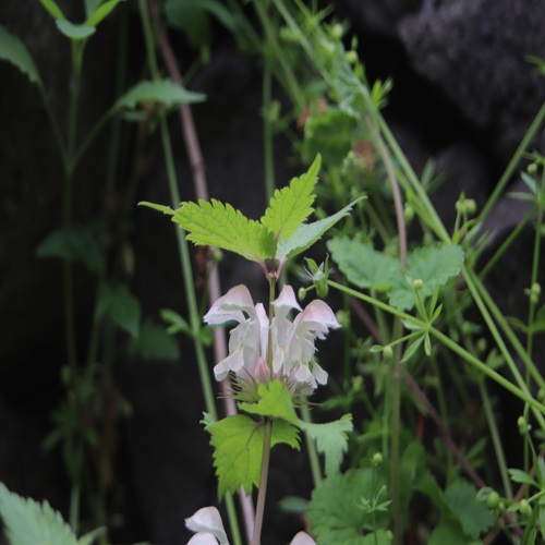 オドリコソウの花
