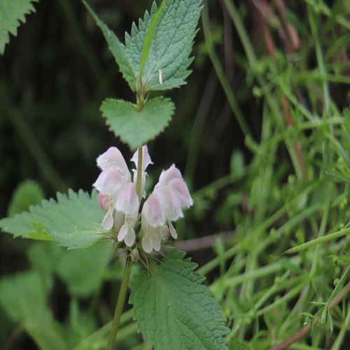 オドリコソウの花