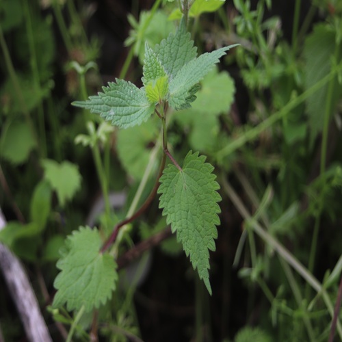 オドリコソウの葉