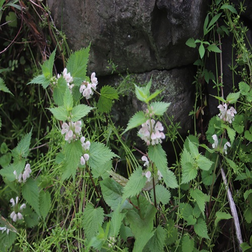 オドリコソウの全体像