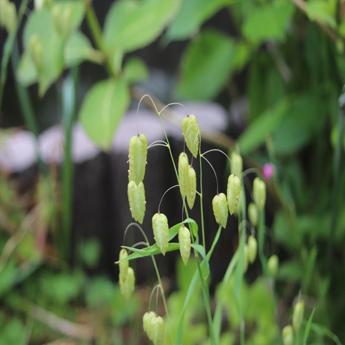 コバンソウの花