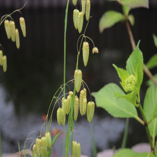 コバンソウの花