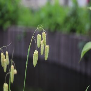 コバンソウの花