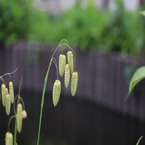 コバンソウの花