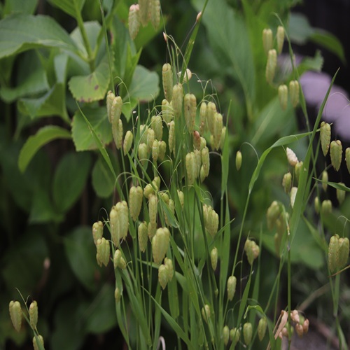 コバンソウの花