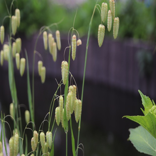 コバンソウの花