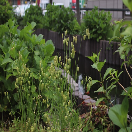 コバンソウの全体像