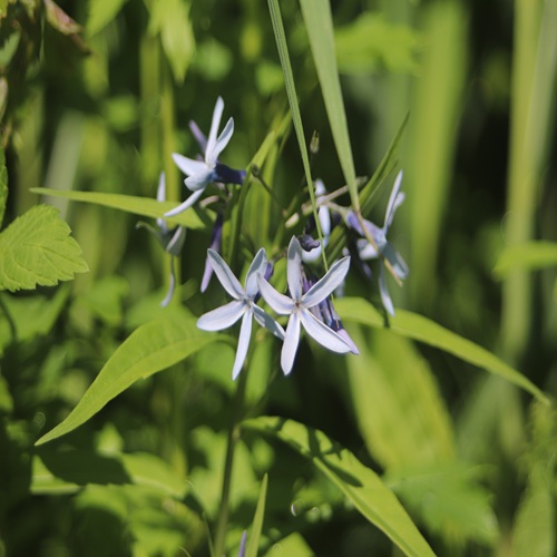 チョウジソウの花
