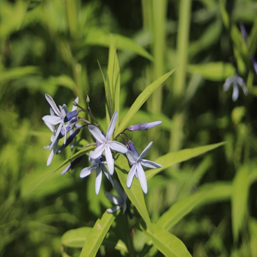 チョウジソウの花