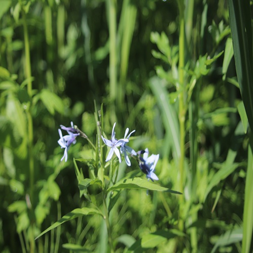 チョウジソウの花