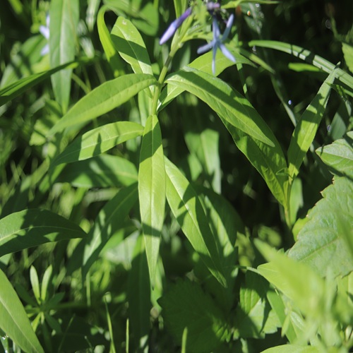 チョウジソウの葉