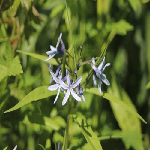 チョウジソウの花